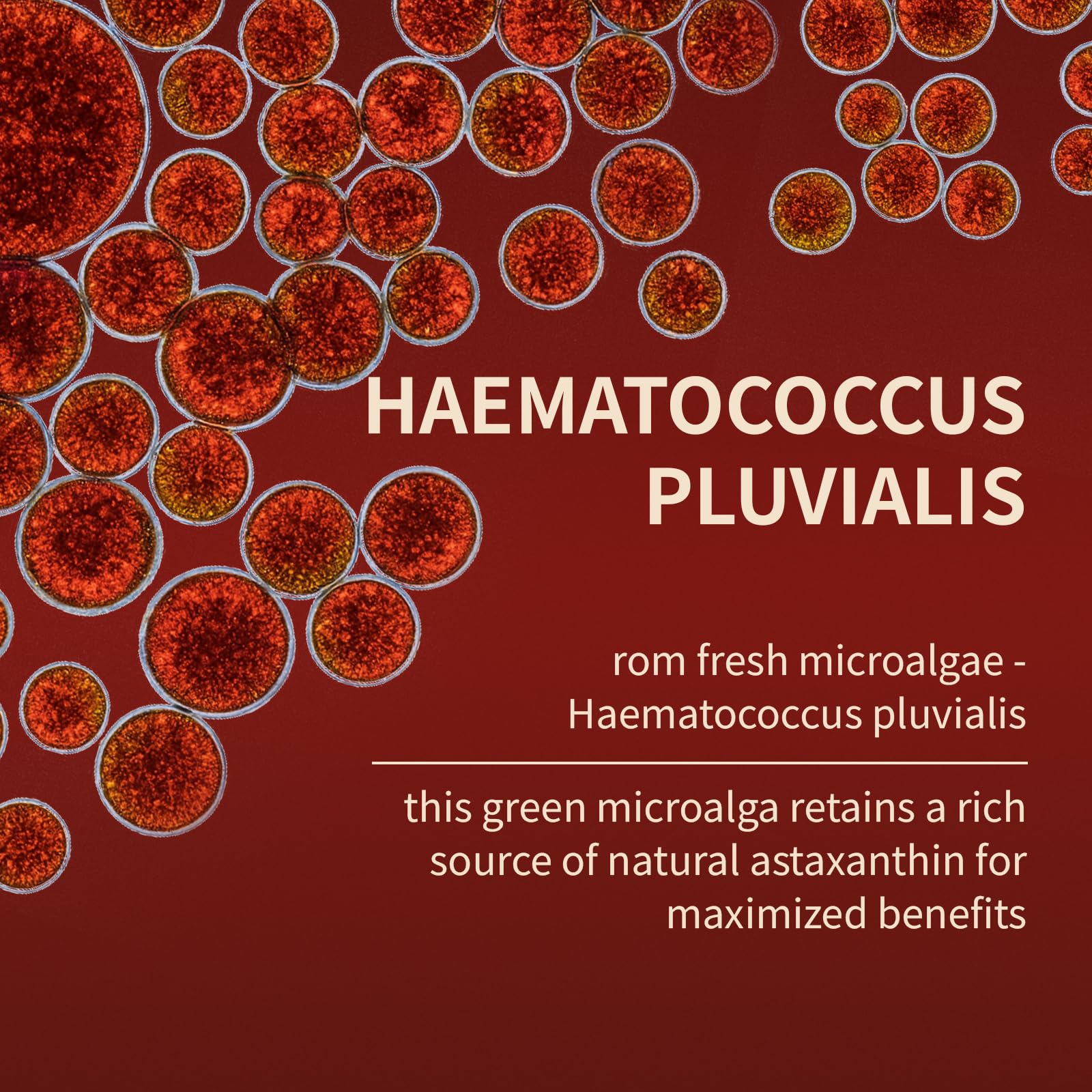 SUUDUUL Belano Astaxanthin bottle label highlights algae derived antioxidant from Haematococcus pluvialis.