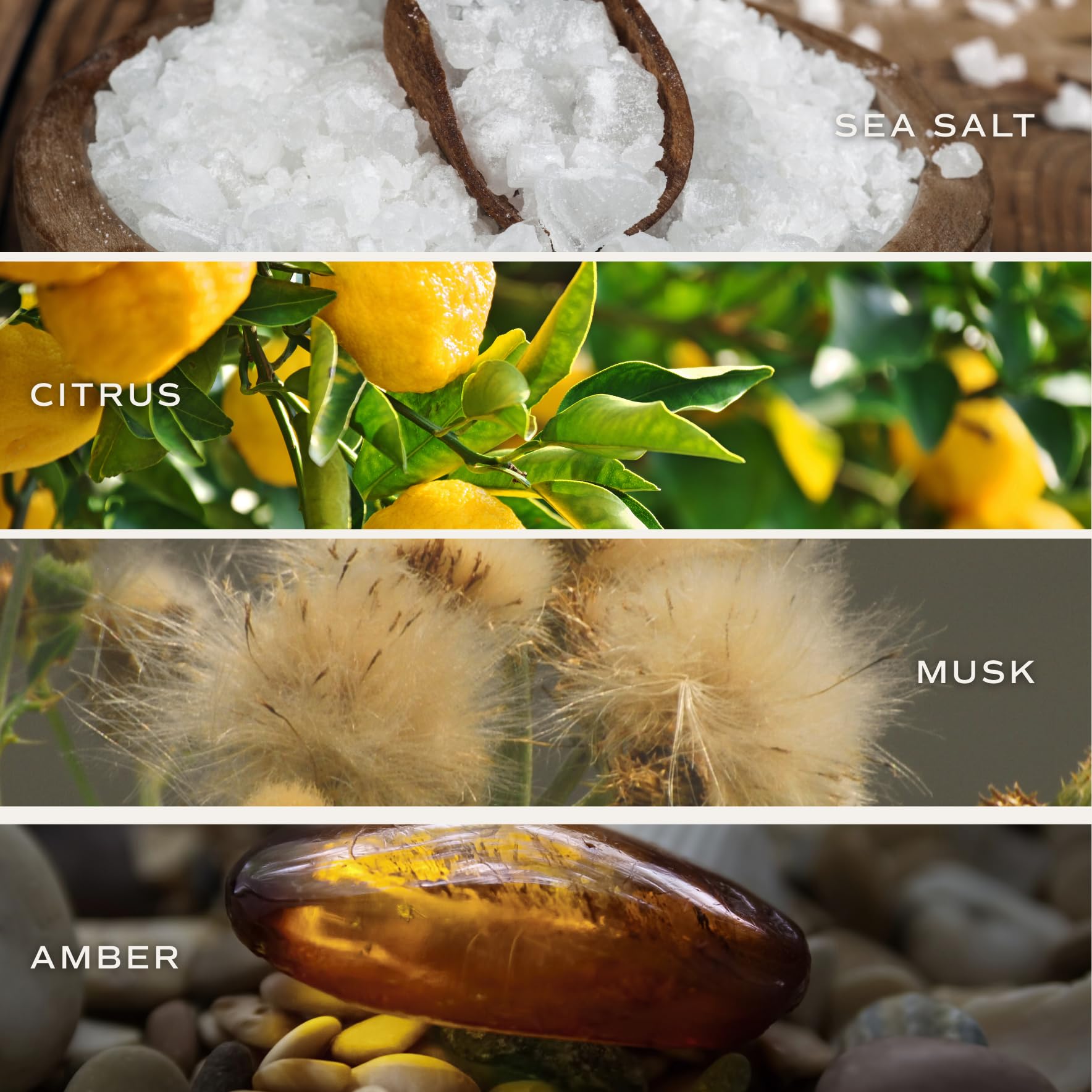 Sweet Water Decor fragrance note visual suggests sea salt citrus notes filling space.