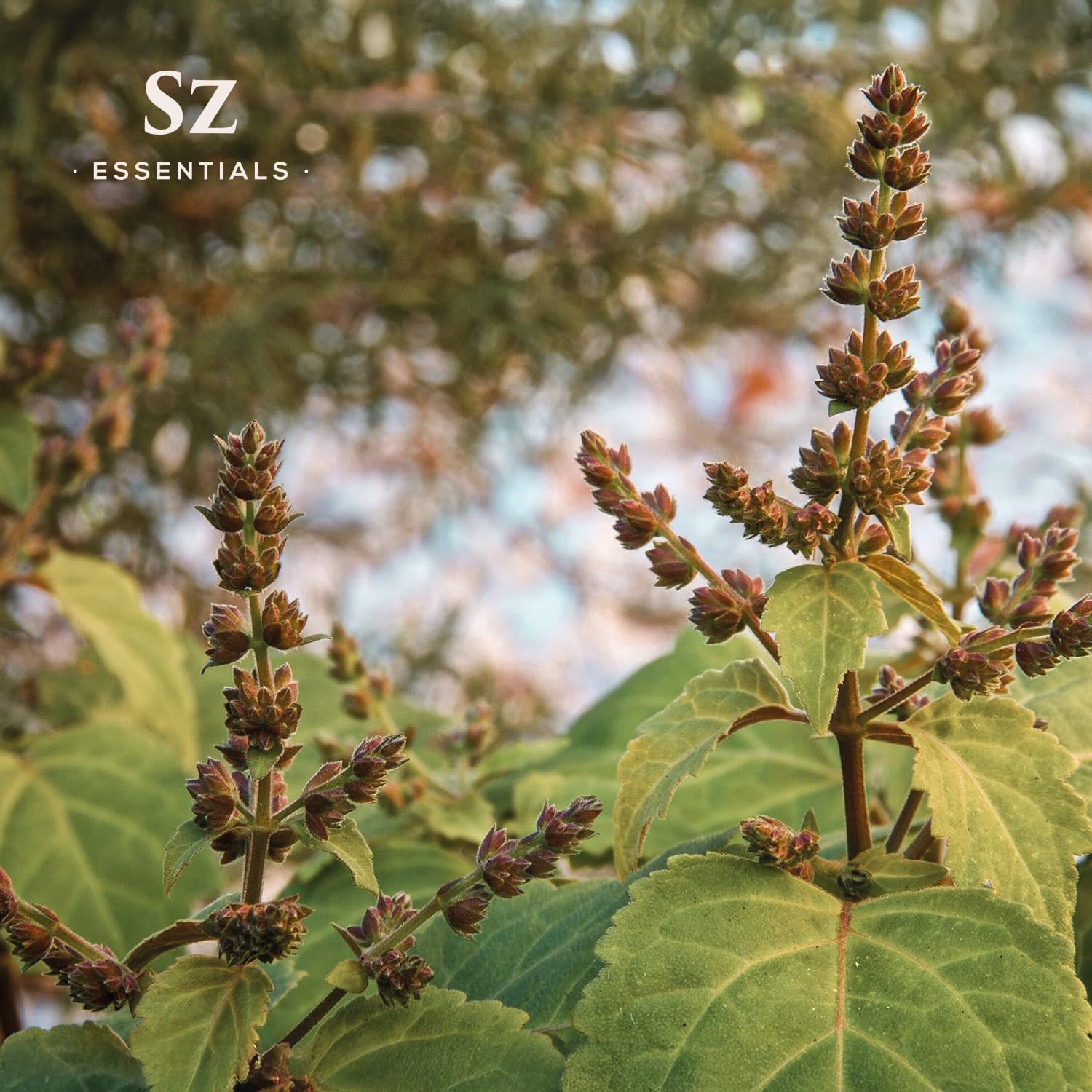 100% Pure Patchouli by Sz Essentials provides clean concentration for versatile uses.