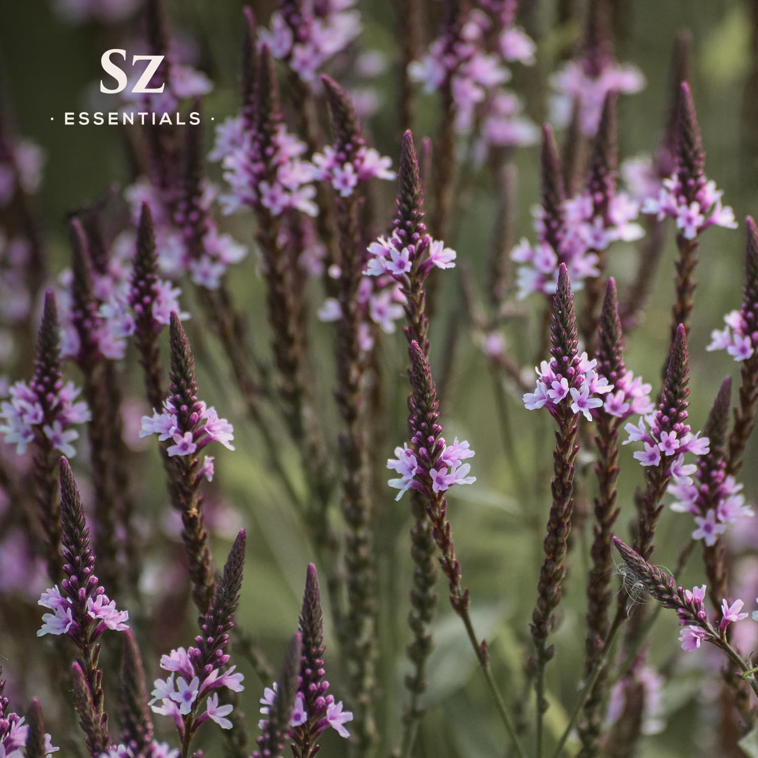 Sz Essentials Vervain Oil ritual application on candle wick aids focus.