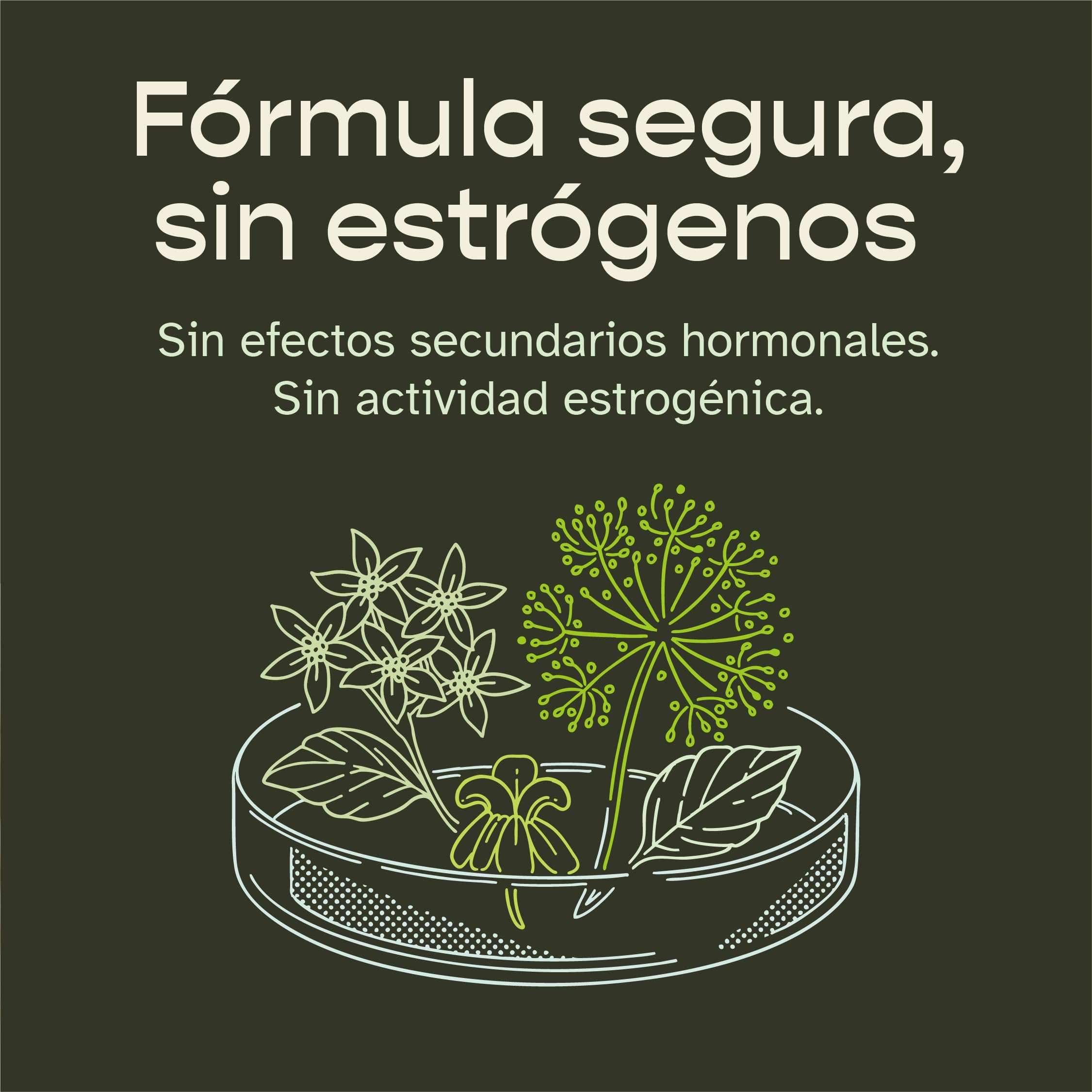 Szio+ UTIVA Menopause Relief key ingredient Angelica Gigas closeup.