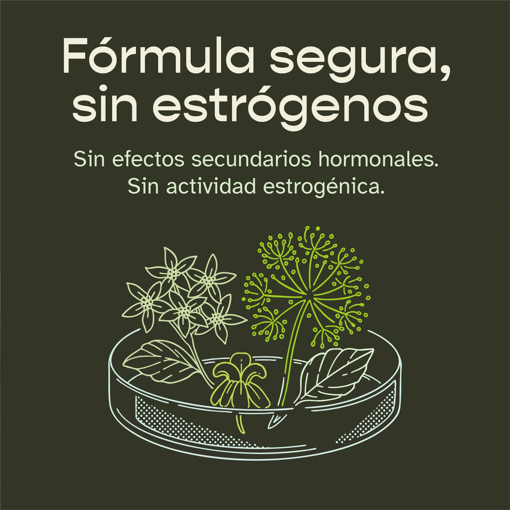 Szio+ UTIVA Menopause Relief key ingredient Angelica Gigas closeup.