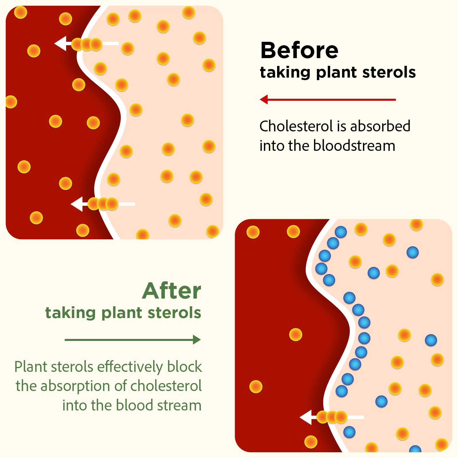 Talyvoriathor policosanol from sugarcane wax may regulate cholesterol synthesis.