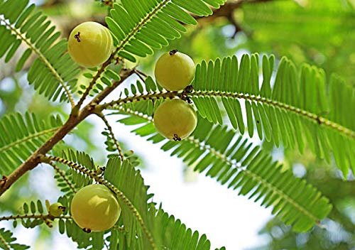 Terrasoul Amla Powder on kitchen counter supports healthy cooking routines.