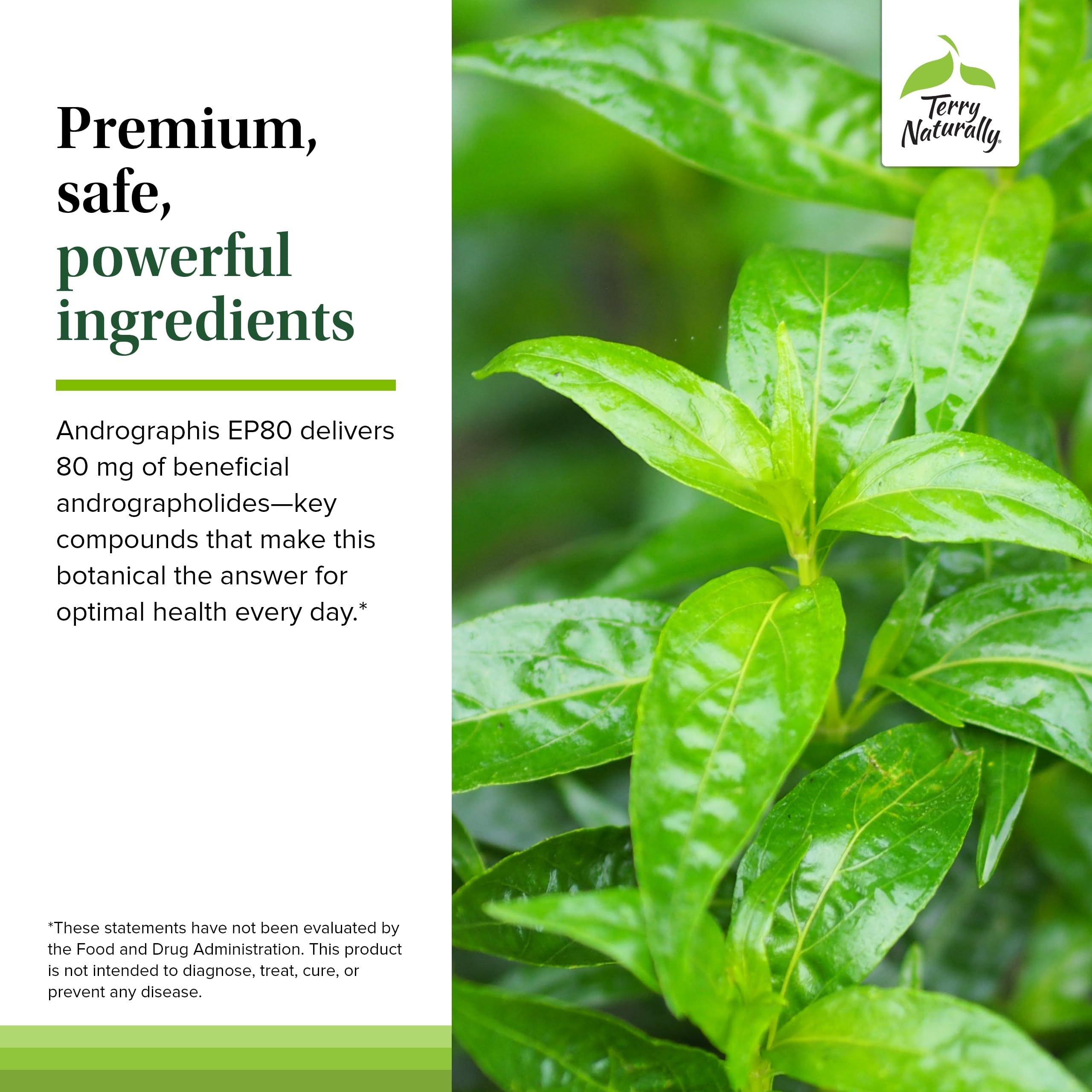 Terry Naturally Andrographis EP80 bottle with capsules ready for easy daily use.