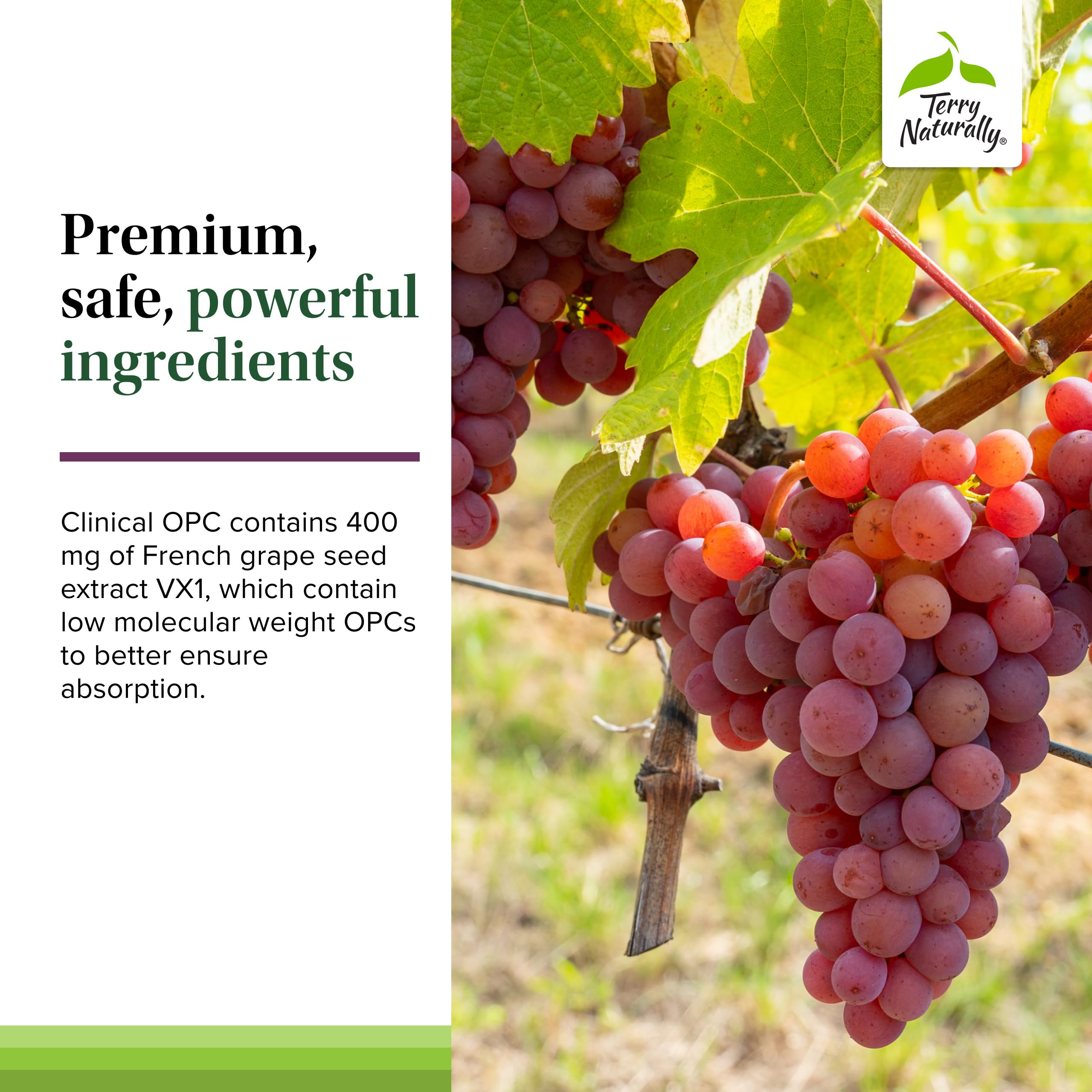 Terry Naturally Clinical OPC Extra Strength softgels in hand, ready for a routine.