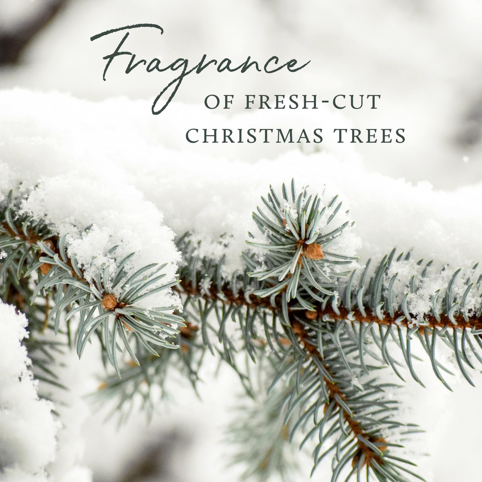 Thymes Frasier Fir candle decor looks sophisticated in any room