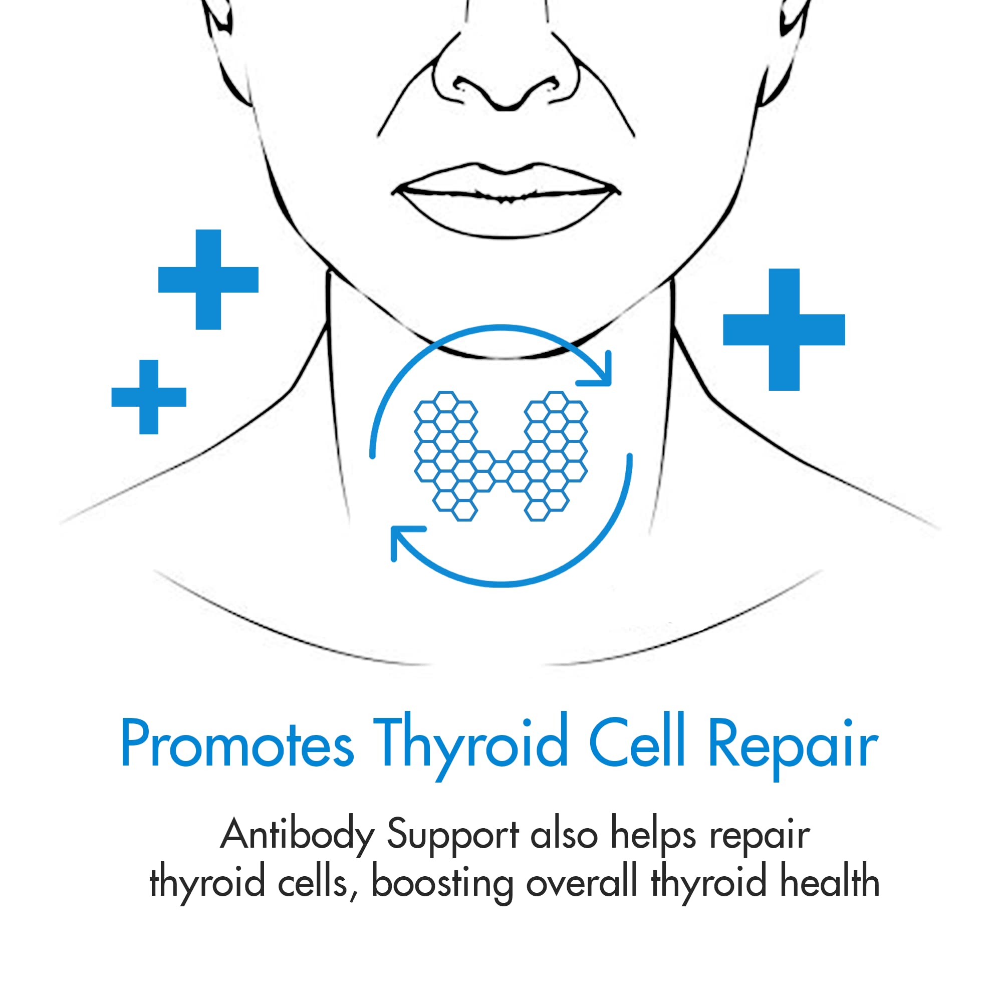 Thyroid Specific Formulations Antibody Support bottle on shelf suggests everyday wellness.