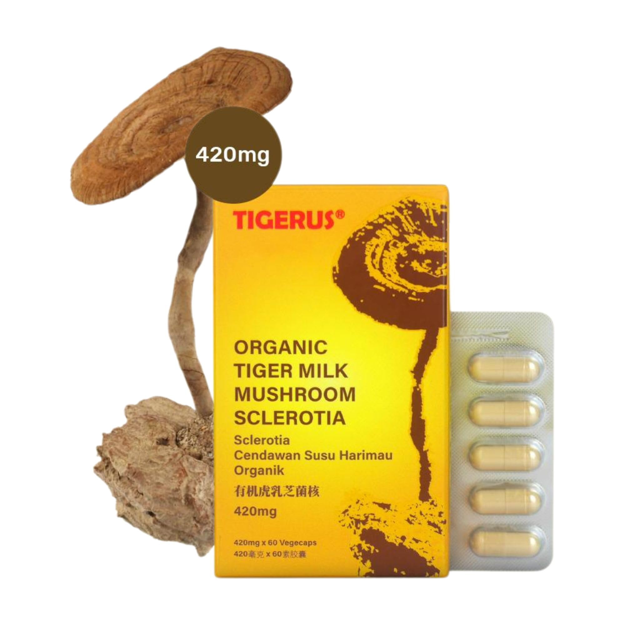Tigerus Tiger Milk Mushroom pour demonstrates easy daily dosing for natural energy.