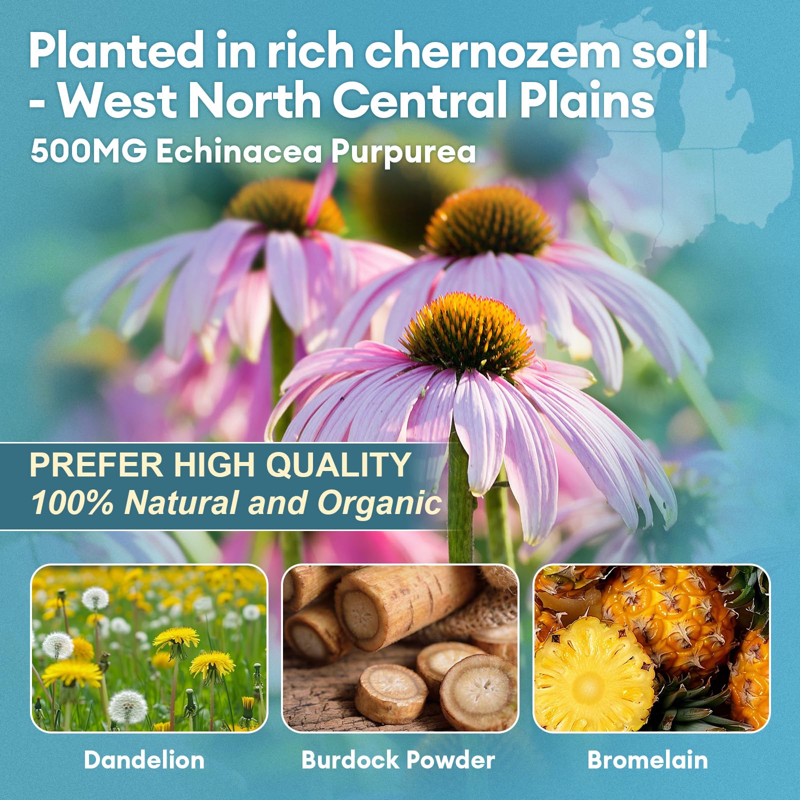 Totaria ingredients echinacea, dandelion, burdock showcase natural cleansing herbs.