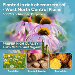 Totaria ingredients echinacea, dandelion, burdock showcase natural cleansing herbs.