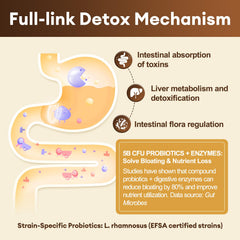 Totaria probiotic and digestive enzyme capsules for gut comfort