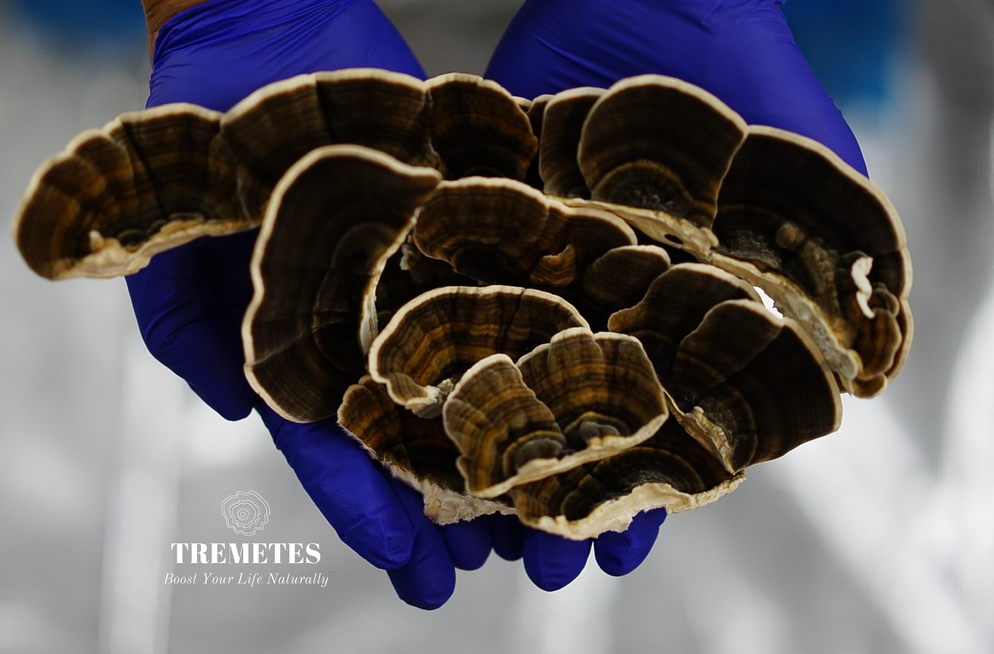 Traditional turkey tail pieces ready to simmer into tea