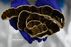 Traditional turkey tail pieces ready to simmer into tea