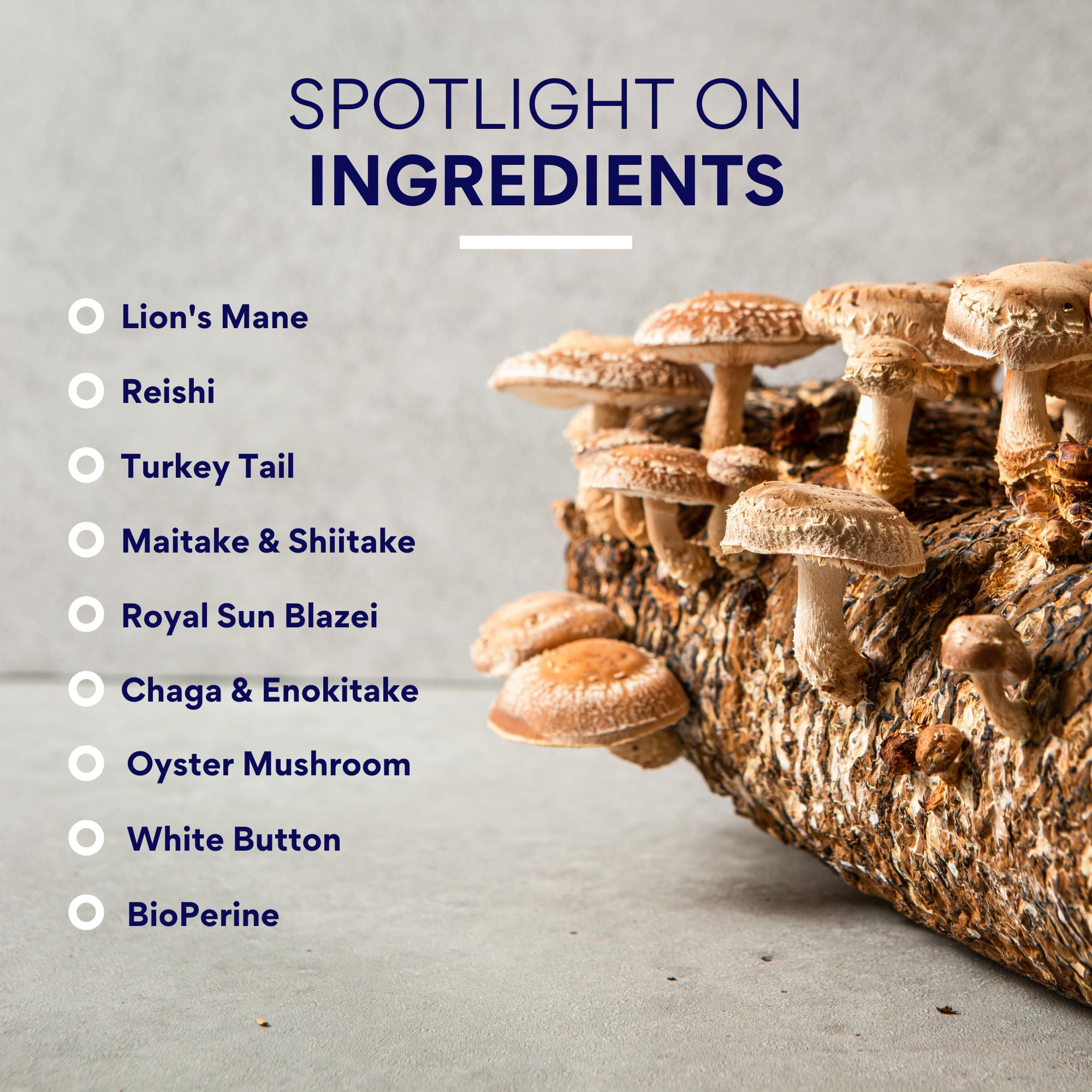Turkey-tail mushrooms closeup conveys immune-boosting properties of the blend.