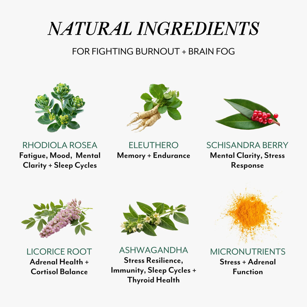VERACITY SELFCARE Rhodiola rosea close-up highlighting mental clarity support