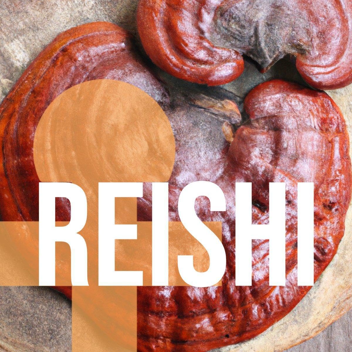 Vesper Mushrooms USA-grown mushrooms in a controlled field