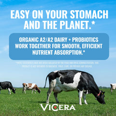 Vicera A2 Protein Powder mixed into morning oats for a protein boost