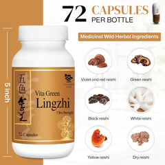 Vita Green Lingzhi capsules in hand for on-the-go energy