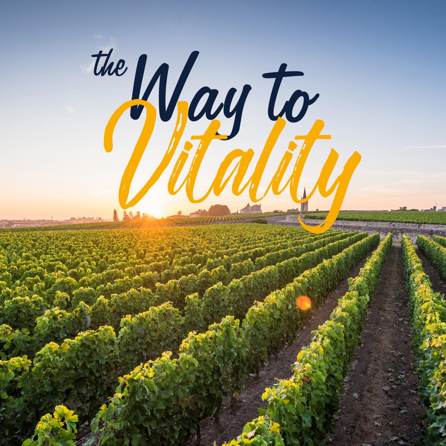 Vitalitown Probiotics vegan non-gmo seal signals purity.