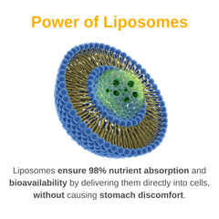 Vitaminally Liposomal delivery bubbles highlighting enhanced absorption.