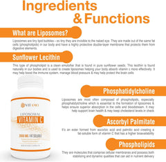 Illustration of Vitamo Liposomal Vitamin C 2000mg absorption pathway via liposome delivery.