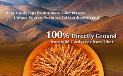 Wai Yuen Tong additive-free cordyceps capsules emphasize pure contents