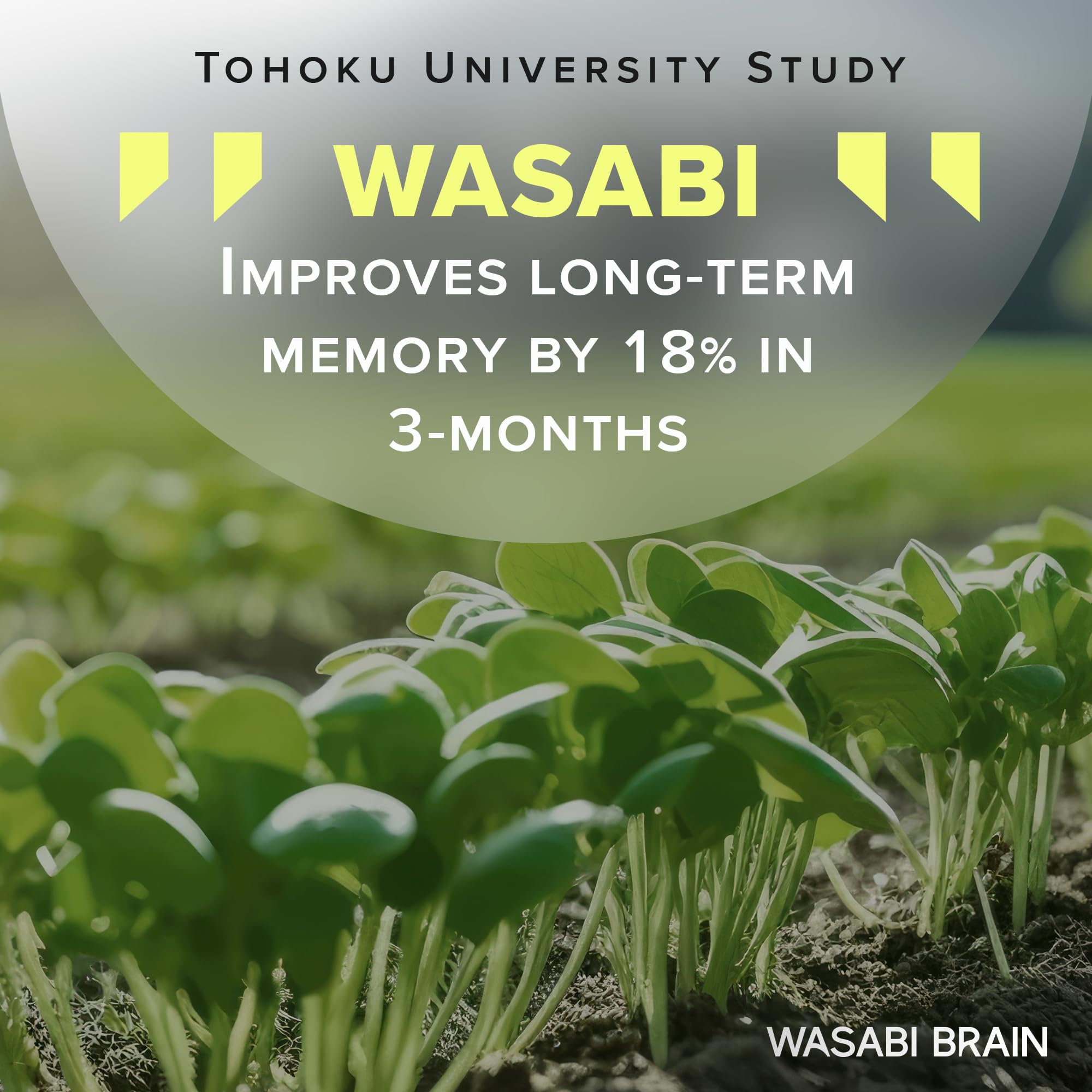 WASABI BRAIN ginger extract 50:1 capsule illustrating potent gingerol content for alertness.