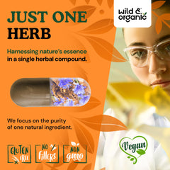 Wild & Organic chicory root fiber capsules on kitchen counter for daily use