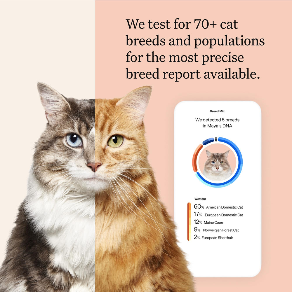 Wisdom Panel swab tubes for two cats enable at-home sampling.
