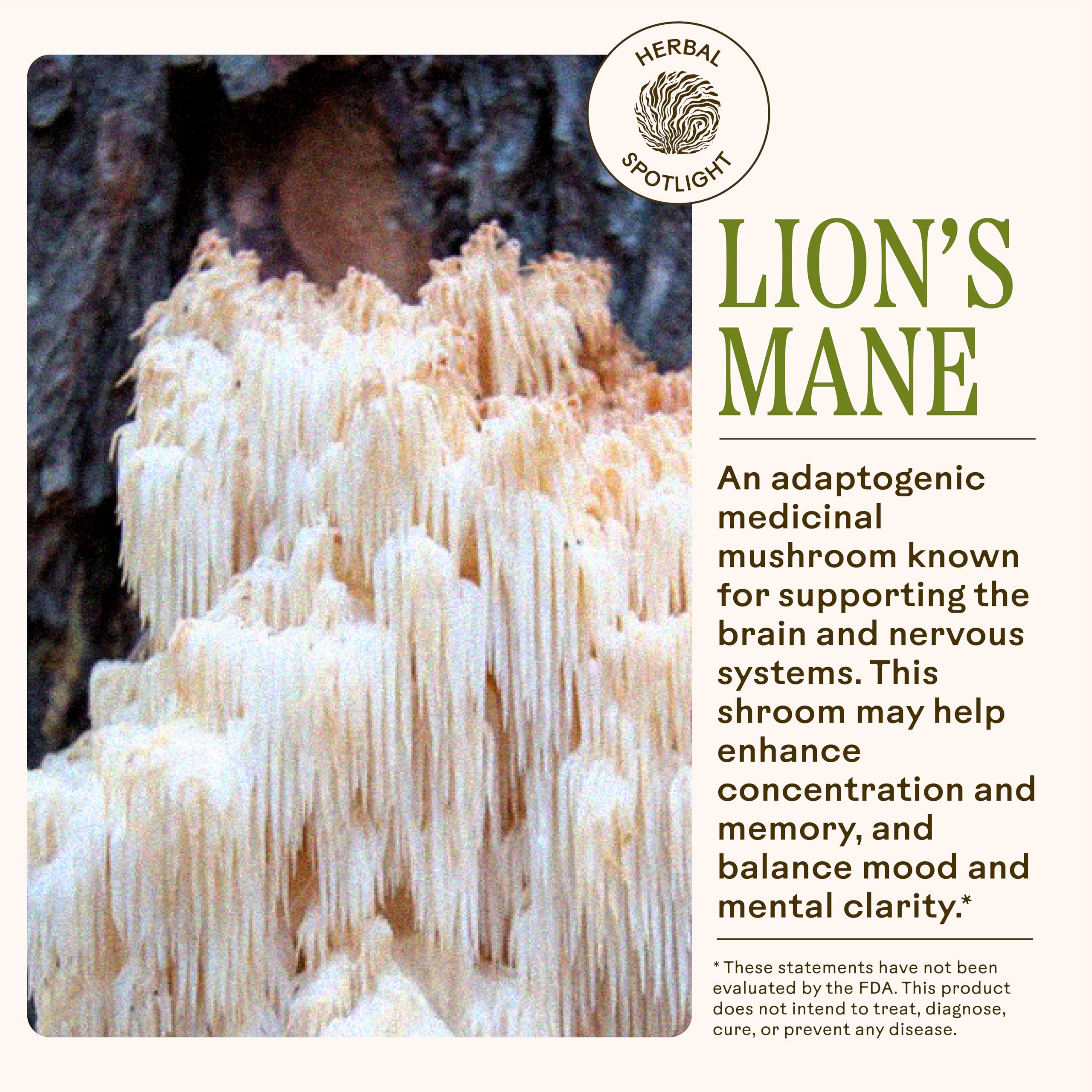 Wooden Spoon Herbs Lion's Mane mushroom photo suggests alertness without heaviness