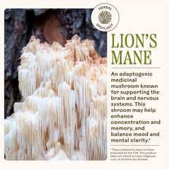Wooden Spoon Herbs Lion's Mane mushroom photo suggests alertness without heaviness