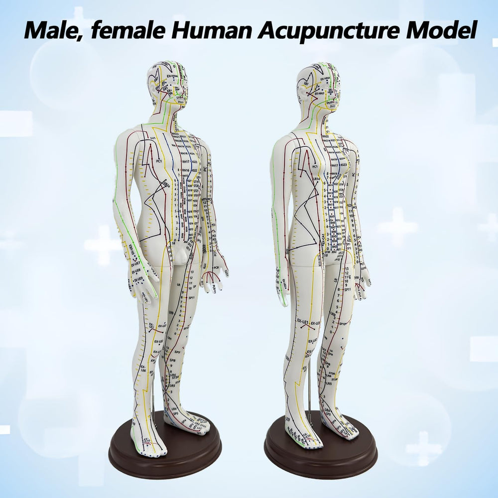 XDKHAEA acupuncture doll 1/3 scale female with meridian points for exam prep.