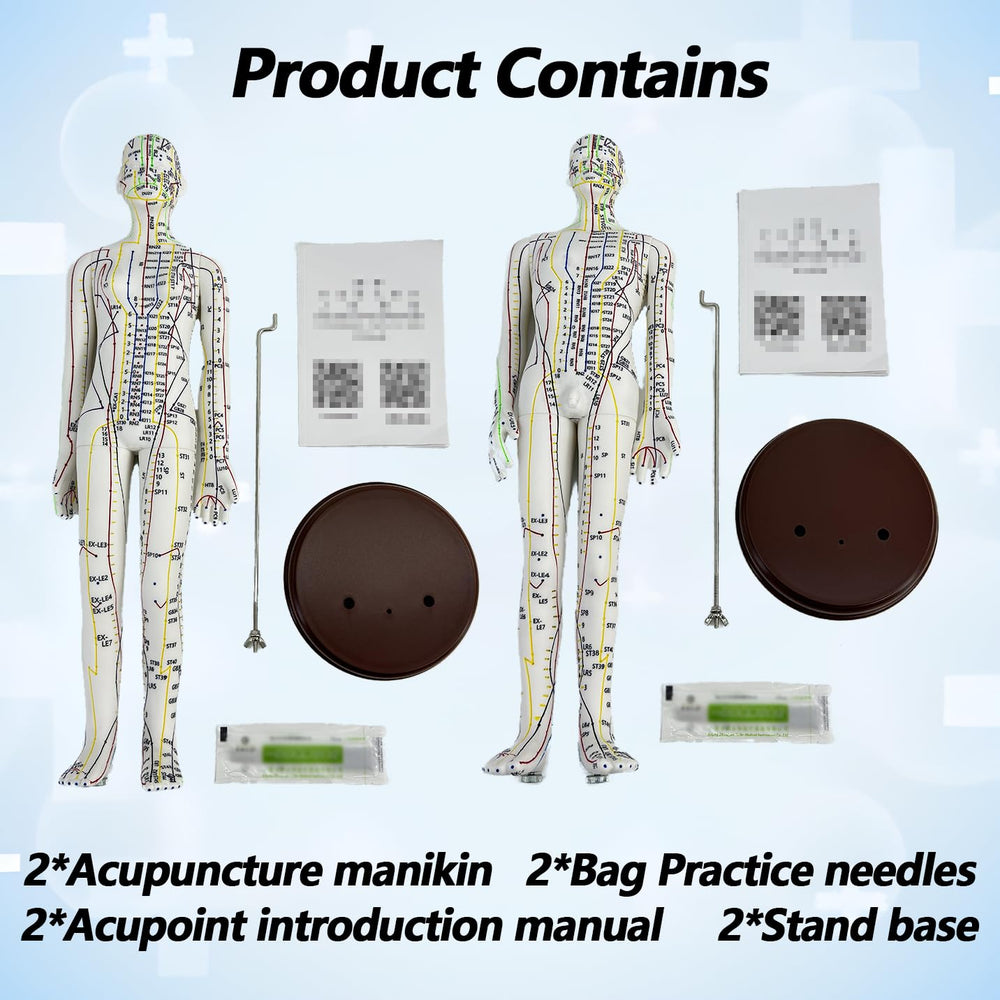 XDKHAEA anatomy model reflects real body proportions for accurate learning.