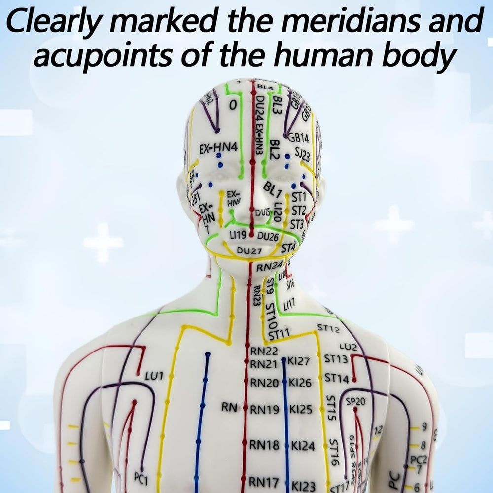 XDKHAEA extra-meridian points highlighted on the model for broader learning.