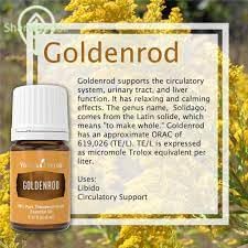 Goldenrod essential oil in a bath soak for relaxation rituals.