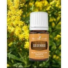 Goldenrod essential oil bottle in diffuser setup for cozy ambience.