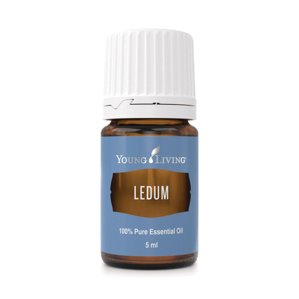 Young Living Ledum oil bottle ready for diffuse aromatherapy in meditation spaces.