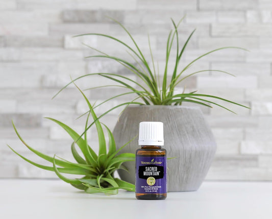Young Living Sacred Mountain bottle label closeup highlighting earthy notes and authentic purity.