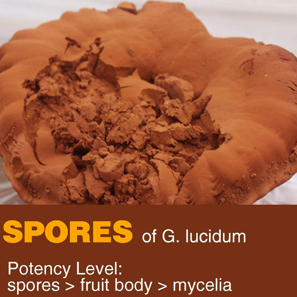 Yuanziyuanfang shell-broken spore powder closeup, enhanced absorption potential