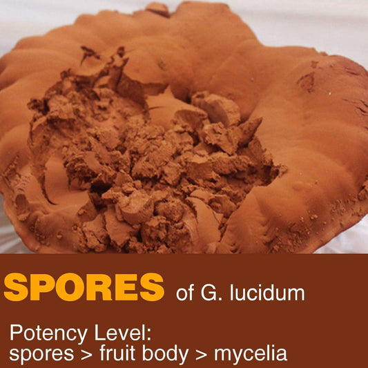 Yuanziyuanfang shell-broken spore powder closeup, enhanced absorption potential