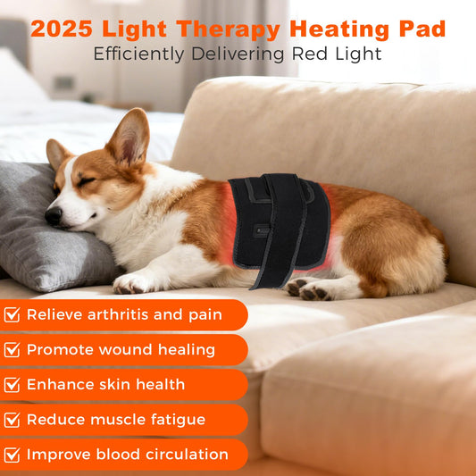 ZAEXAE therapy belt on a cat back, gentle at-home care for skin and mobility.