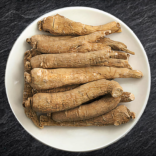 Zen Ginseng Wisconsin jumbo root closeup highlighting the large premium root for vitality