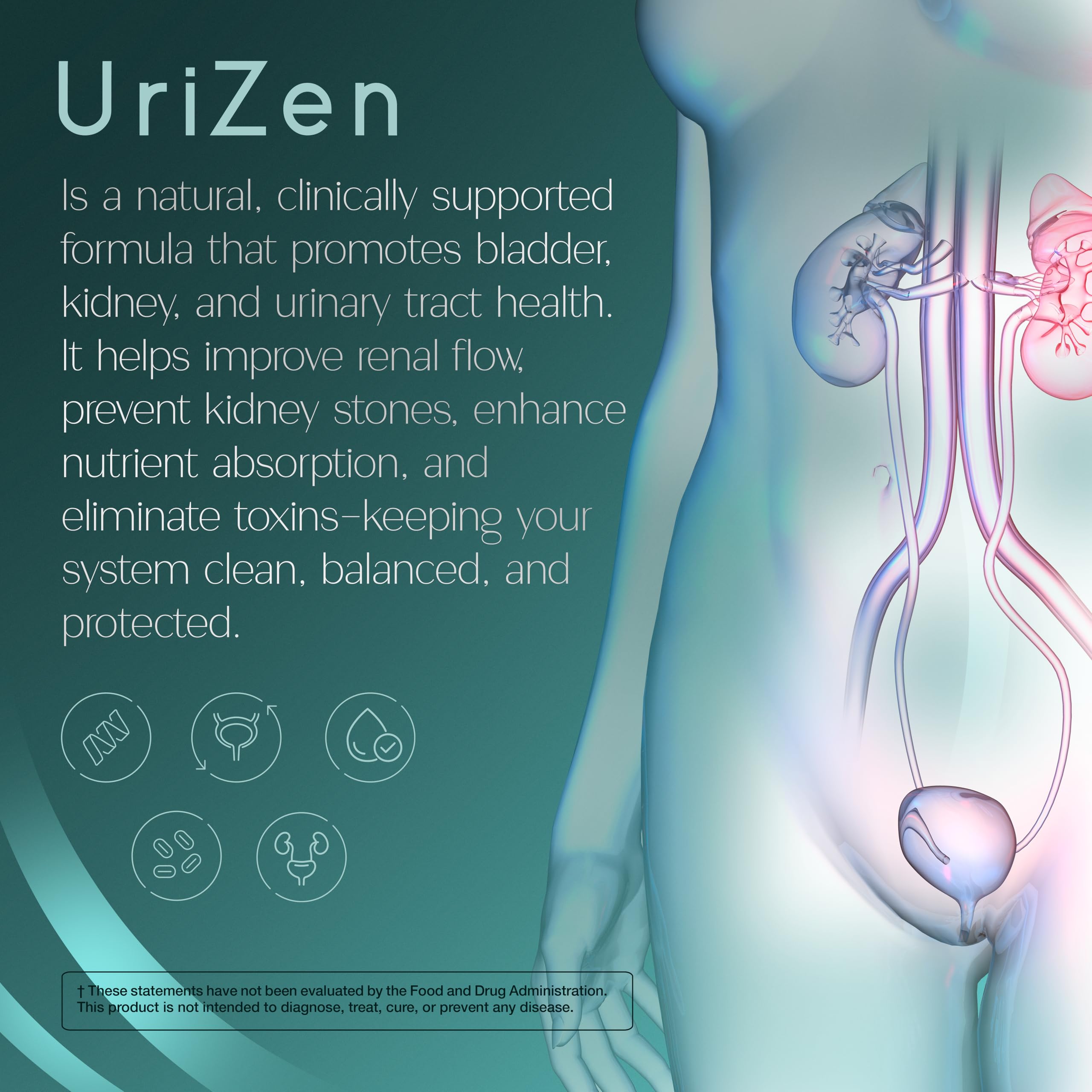Zenos Health UriZen cranberry extract ingredient detail suggesting bladder-friendly benefits.