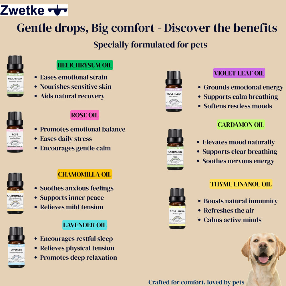 ZWETKE Chamomile oil for relaxing, pet-friendly home