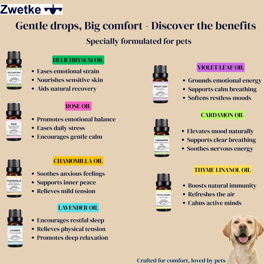 ZWETKE Chamomile oil for relaxing, pet-friendly home